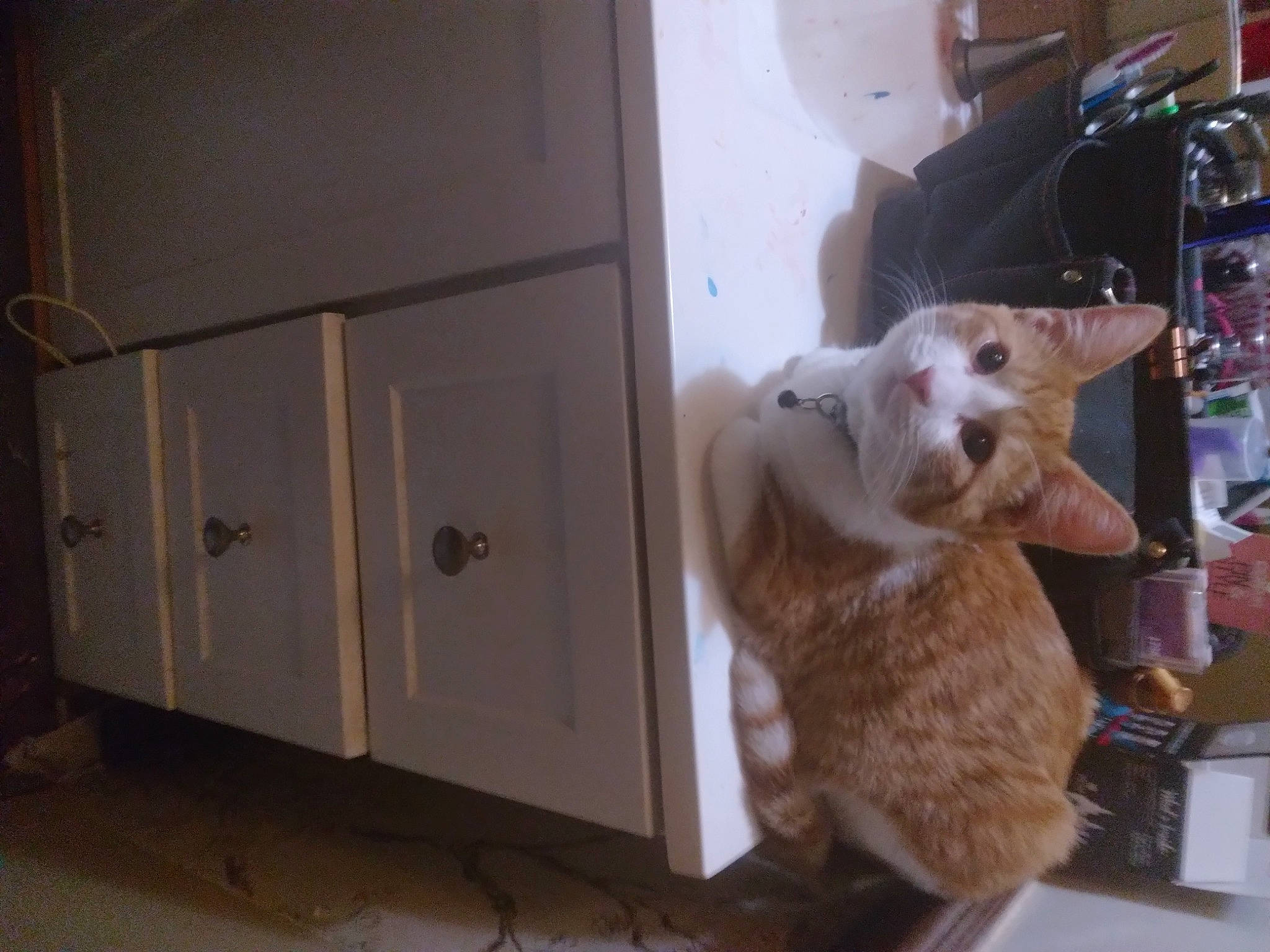 Kyle is registered to the contest to win money with this photo: box, cabinetry, canidae, cardboard, carnivore, cat, companion_dog, domestic_short_haired_cat, drawer, fawn, felidae, fur, hardwood, room, small_to_medium_sized_cats, snout, tail, toy, whiskers, wood