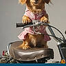 Charliee Boyles joined the competition — help win amazing prizes! accessory, animal, brown_fur, costume, cute, dog, funny, goggles, handlebars, indoor, motorcycle, pet, pet_clothing, pink, playful, portrait, ready_to_ride, seat, small_dog, studio