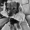 Charliee Boyles joined the competition — help win amazing prizes! animal, black_and_white, bone_toy, chewing, closeup, companion, cute, dog, domestic_animal, ears, face, fur, indoor, leather_chair, looking, paw, pet, sitting, small_dog, toy