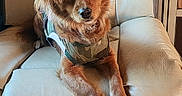 Charliee Boyles joined the competition — help win amazing prizes! alert, animal, brown_fur, camouflage_vest, canine, comfortable, companion, cozy, cute, dog, domestic_animal, fur, furniture, indoor, leather_chair, paw, pet, portrait, relaxed, sitting