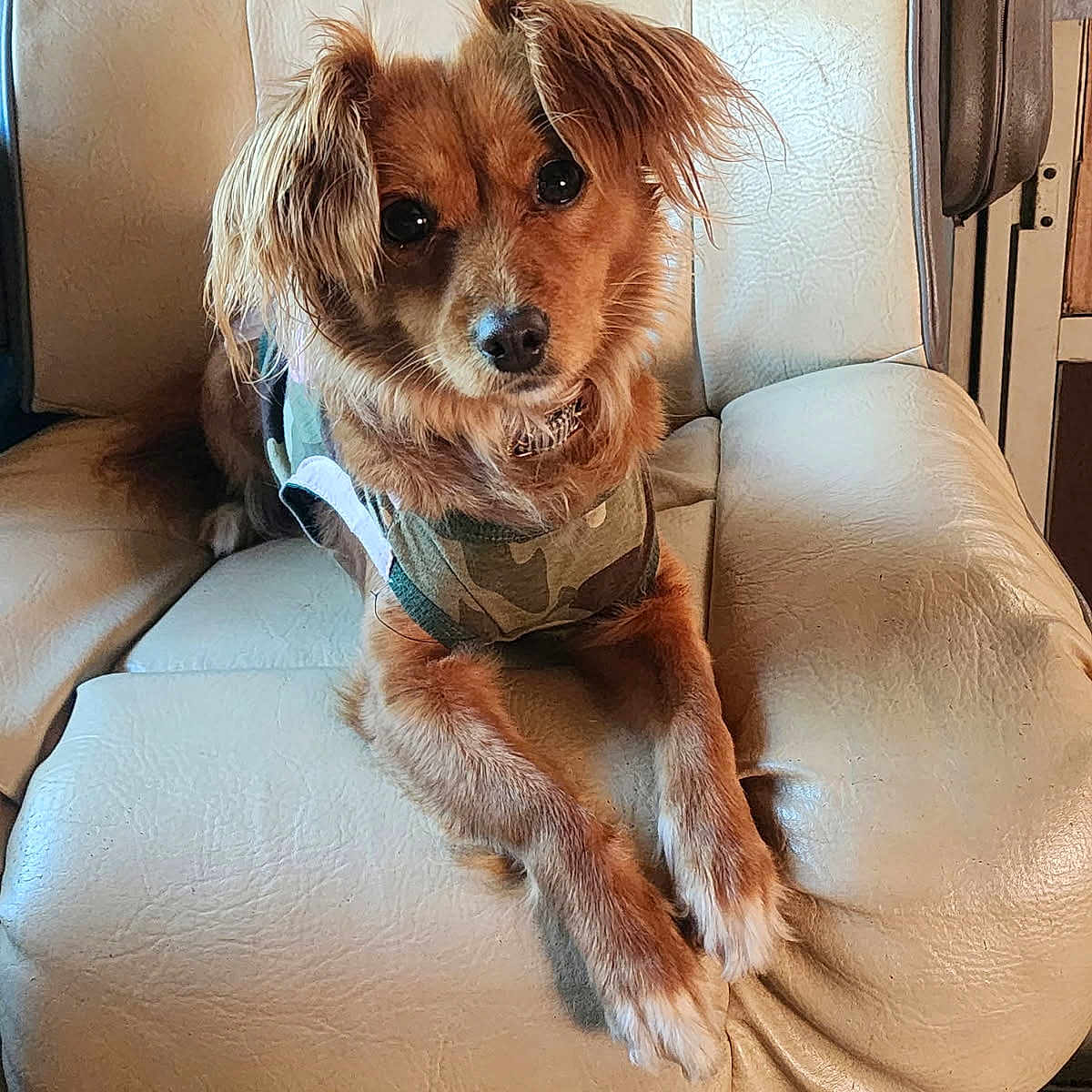 Charliee Boyles joined the competition — help win amazing prizes! dog, pet, indoor, leather_chair, camouflage_vest, brown_fur, cute, alert, animal, cozy, furniture, domestic_animal, sitting, comfortable, canine, companion, portrait, fur, paw, relaxed
