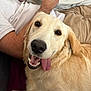Ruby participe au concours pour gagner de l'argent avec cette photo : dog, golden_retriever, tongue_out, pet, canine, happy, smiling, indoor, couch, person_arm, fur, animal, companion, relaxed, closeup, friendly, domestic, cute, laying, tongue