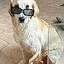 dog, golden_retriever, sunglasses, indoor, tile_floor, brown_paper_bag, pet, animal, canine, sitting, cute, fur, ears, eyes, snout, paw, domestic, companion, portrait, cool