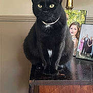 Phat Boy joined the competition — help win amazing prizes! black_cat, cat, pet, animal, feline, domestic_cat, table, wooden_table, photograph, picture_frame, portrait, indoor, home, fur, whiskers, collar, eyes, sitting, face, looking