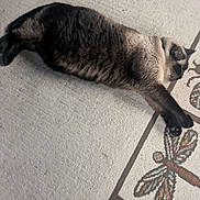 Jinx joined the competition — help win amazing prizes! cat, siamese_cat, lying_down, carpet, pattern, dragonfly, indoor, pet, feline, resting, fur, striped, animal, relaxation, cozy, cute, whiskers, paws, floor, home