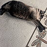 cat, siamese_cat, lying_down, carpet, pattern, dragonfly, indoor, pet, feline, resting, fur, striped, animal, relaxation, cozy, cute, whiskers, paws, floor, home