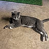 cat, gray_cat, white_paws, lying_down, concrete_floor, cracks, artificial_grass, indoor, pet, feline, whiskers, relaxed, curious, animal, four_legs, tail, fur, domestic_cat, resting, side_view
