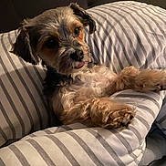 Phoebe Maxine joined the competition — help win amazing prizes! dog, small_dog, fluffy, pet, cute, pillow, striped_pillow, indoor, cozy, relaxed, tongue_out, fur, brown, black, white, bedroom, resting, comfort, animal, companion