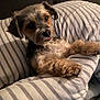 dog, small_dog, fluffy, pet, cute, pillow, striped_pillow, indoor, cozy, relaxed, tongue_out, fur, brown, black, white, bedroom, resting, comfort, animal, companion