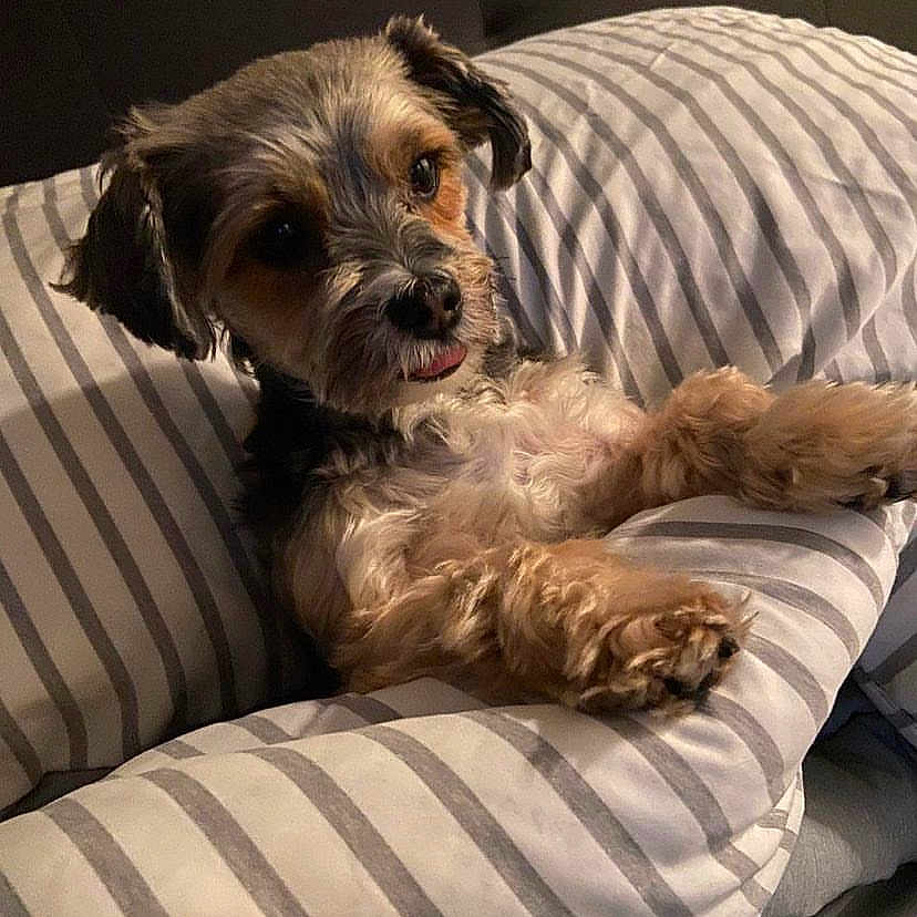 Phoebe Maxine joined the competition — help win amazing prizes! animal, bedroom, black, brown, comfort, companion, cozy, cute, dog, fluffy, fur, indoor, pet, pillow, relaxed, resting, small_dog, striped_pillow, tongue_out, white