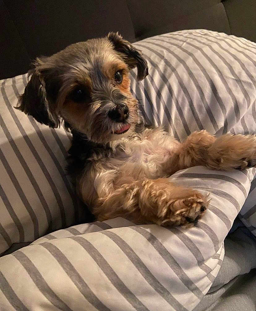 Phoebe Maxine joined the competition — help win amazing prizes! dog, small_dog, fluffy, pet, cute, pillow, striped_pillow, indoor, cozy, relaxed, tongue_out, fur, brown, black, white, bedroom, resting, comfort, animal, companion