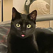 Sullivan is registered to the contest to win money with this photo: black_cat, cat, pet, animal, tongue_out, wide_eyes, indoor, blanket, cozy, furniture, pillow, curtains, resting, cute, fur, whiskers, ears, domestic_cat, looking, close_up