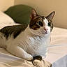 Waylon is registered to the contest to win money with this photo: cat, tabby, white_fur, pet, indoor, bed, feline, alert, resting, animal, cute, domestic_cat, whiskers, ears, paws, soft_lighting, cozy, relaxed, portrait, household