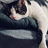 Waylon is registered to the contest to win money with this photo: cat, tabby, white_fur, paw, pink_nose, close_up, resting, indoor, pillow, fabric, soft_light, relaxed, animal, pet, whiskers, fur_pattern, laying_down, calm, cozy, sleepy