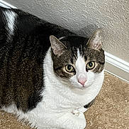 Waylon is registered to the contest to win money with this photo: cat, tabby, white_fur, pet, indoor, floor, tile, wall, curious, animal, mammal, cute, domestic, feline, whiskers, ears, eyes, nose, resting, closeup