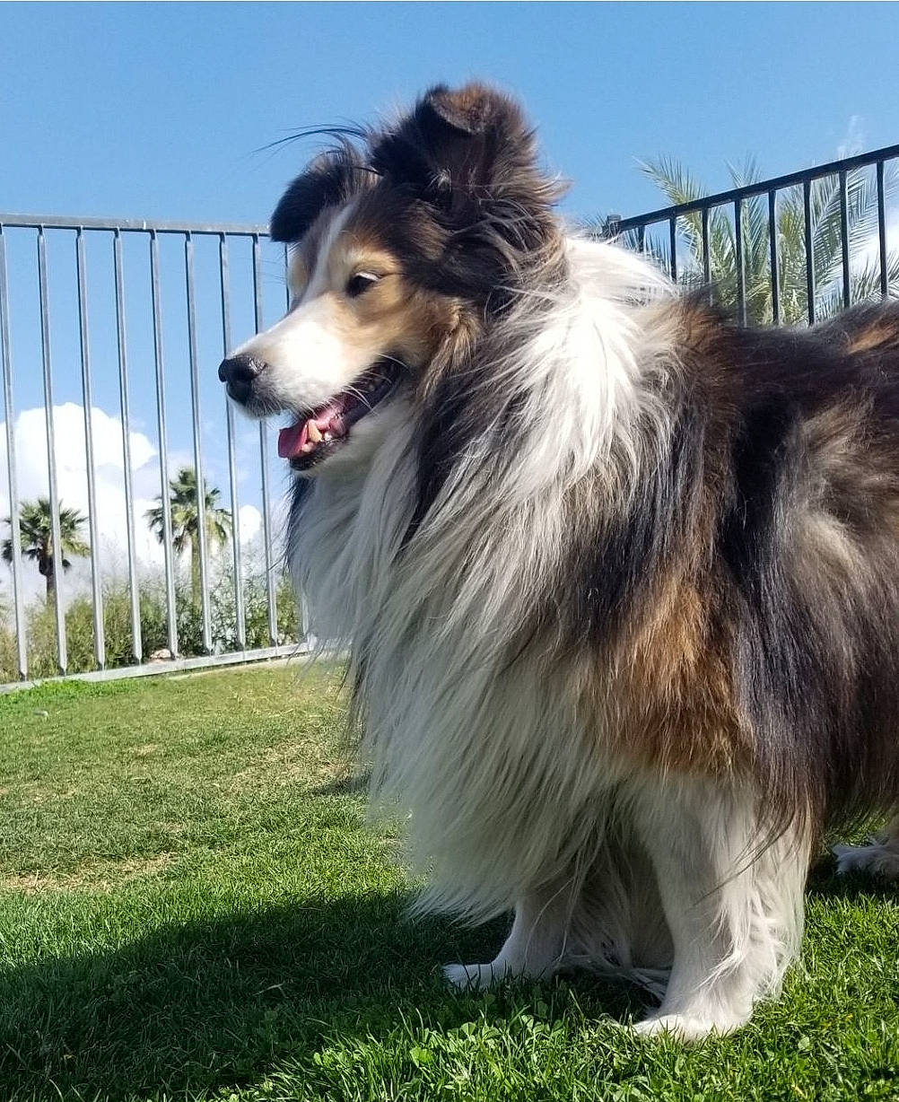Mimi joined the competition — help win amazing prizes! canidae, carnivore, collie, companion_dog, dog, dog_agility, dog_breed, dog_sports, fence, fur, grass, herding_dog, plant, rough_collie, shetland_sheepdog, sky, snout, sporting_group, tail, working_dog