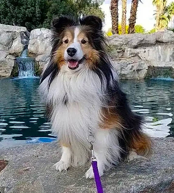 Mimi joined the competition — help win amazing prizes! canidae, carnivore, collie, companion_dog, dog, dog_breed, dog_supply, happy, herding_dog, lake, plant, rough_collie, scotch_collie, shetland_sheepdog, sky, snout, sporting_group, tree, water, waterfall