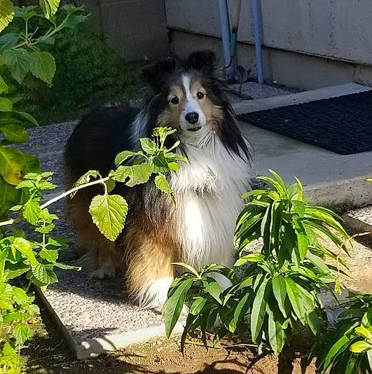 Mimi joined the competition — help win amazing prizes! ancient_dog_breeds, canidae, carnivore, collie, companion_dog, dog, dog_breed, fur, grass, herding_dog, jungle, plant, snout, sporting_group, terrestrial_animal, toy_dog, wildlife, working_animal, working_dog