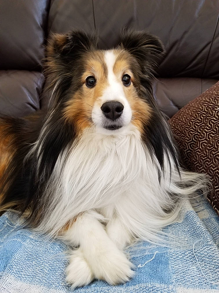 Mimi joined the competition — help win amazing prizes! canidae, carnivore, collie, companion_dog, dog, dog_breed, fawn, fur, head, herding_dog, plant, rough_collie, scotch_collie, shetland_sheepdog, snout, sporting_group, terrestrial_animal, whiskers, wildlife, working_animal
