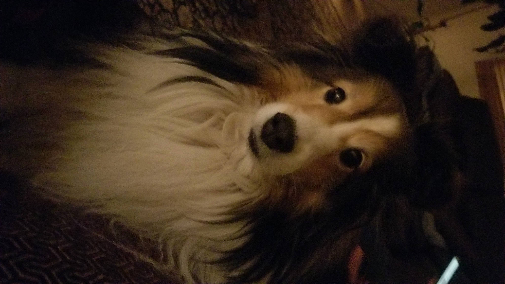 Mimi is registered to the contest to win money with this photo: canidae, carnivore, close_up, companion_dog, darkness, dog, dog_breed, fur, german_spitz, german_spitz_mittel, non_sporting_group, puppy, spitz, sporting_group, terrestrial_animal, toy_dog, whiskers, wildlife, working_animal