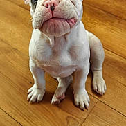 Fresita is registered to the contest to win money with this photo: adorable, animal, companion, cute, dog, domestic_animal, ears, french_bulldog, friendly, indoor, looking_up, pet, pink_nose, portrait, puppy, sitting, small, white_fur, wooden_floor, young