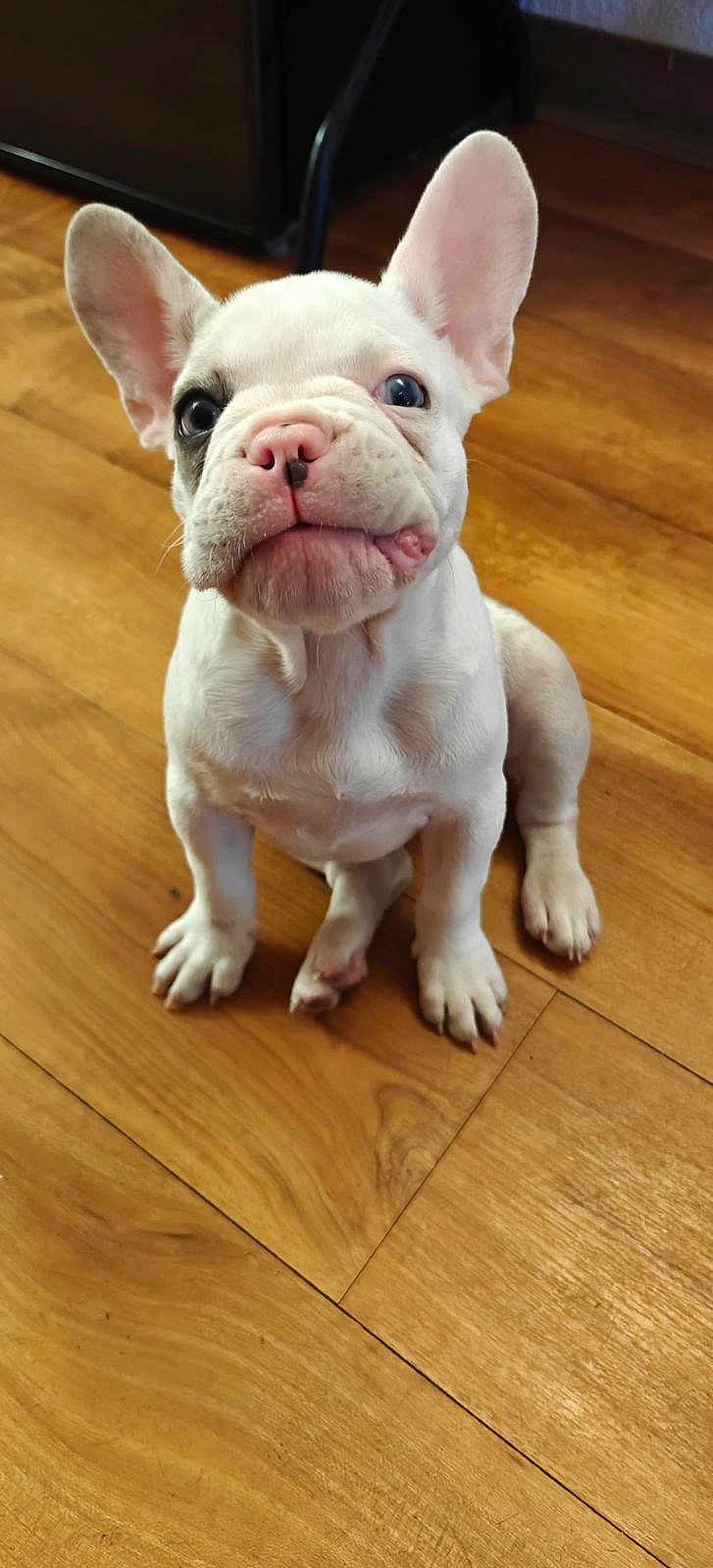 Fresita
