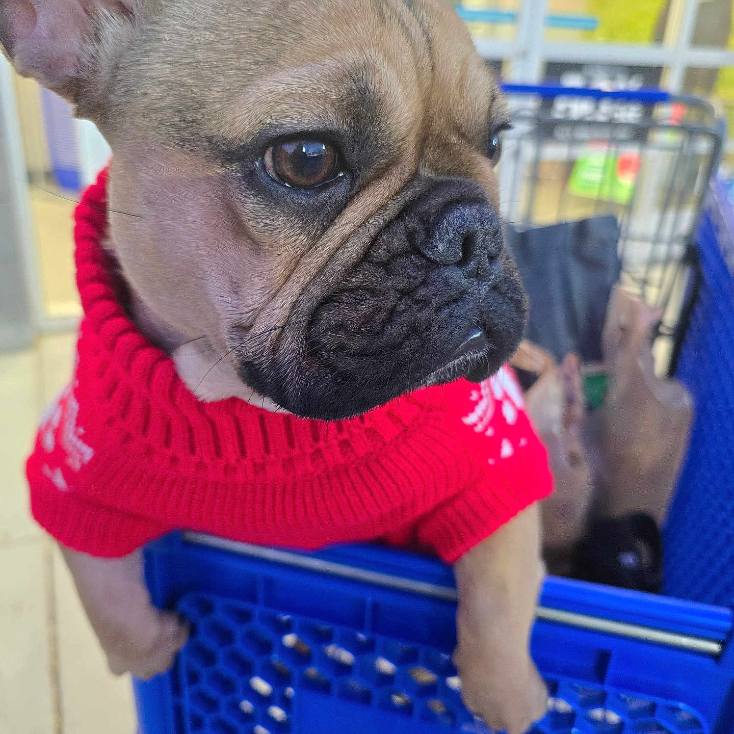 Bruce is registered to the contest to win money with this photo: accessories, animal, bag, basket, boxer, bulldog, canine, cap, clothing, dog, frenchbulldog, handbag, knitwear, pet, pitbull, pug, puppy, shoppingbasket, shoppingcart, sweater