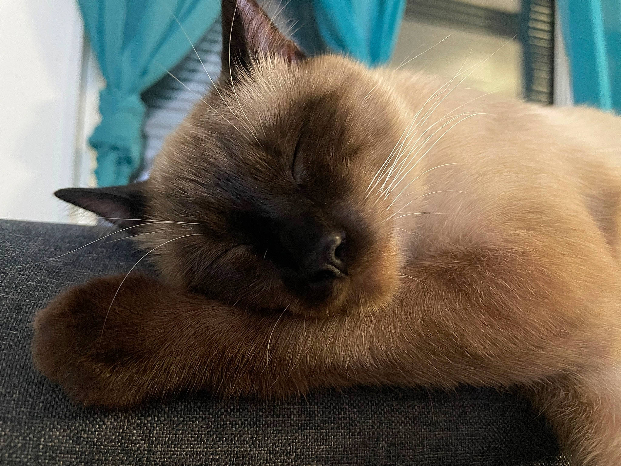 Oby a rejoint le concours — aidez-le/la à gagner de superbes lots ! balinese, carnivore, cat, claw, comfort, domestic_short_haired_cat, fawn, felidae, fur, nap, paw, siamese, small_to_medium_sized_cats, snout, tail, terrestrial_animal, thai, tonkinese, whiskers, wildlife