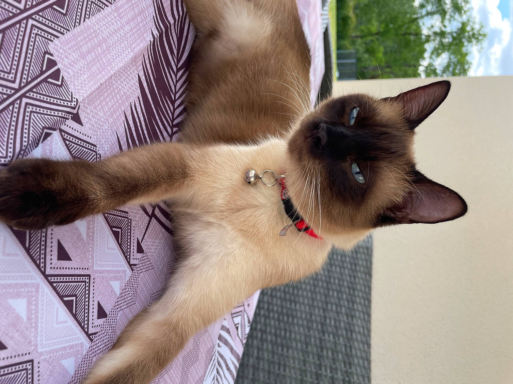 Oby a rejoint le concours — aidez-le/la à gagner de superbes lots ! carnivore, cat, collar, domestic_short_haired_cat, fawn, felidae, fur, paw, siamese, small_to_medium_sized_cats, tail, thai, whiskers