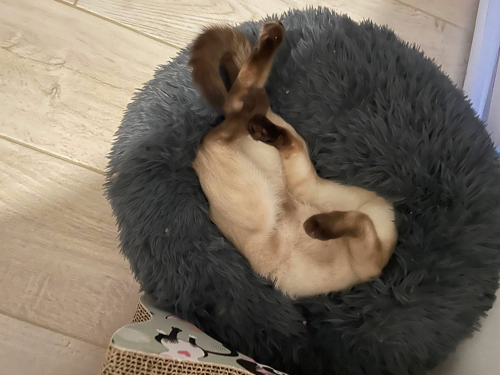 Oby a rejoint le concours — aidez-le/la à gagner de superbes lots ! bear, canidae, carnivore, claw, comfort, companion_dog, dog_breed, felidae, fur, hardwood, mustelidae, nap, paw, small_to_medium_sized_cats, snout, sporting_group, tail, terrestrial_animal, whiskers, wood