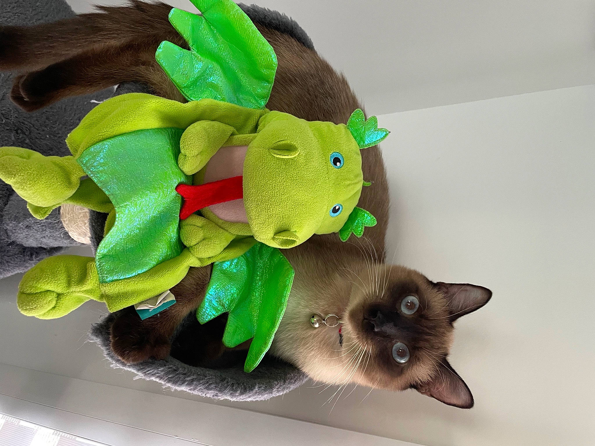 Oby participe au concours pour gagner de l'argent avec cette photo : baby_toys, balinese, carnivore, cat, costume_hat, domestic_short_haired_cat, fashion_accessory, fawn, felidae, flowerpot, fur, houseplant, plant, plush, siamese, small_to_medium_sized_cats, stuffed_toy, thai, toy, whiskers