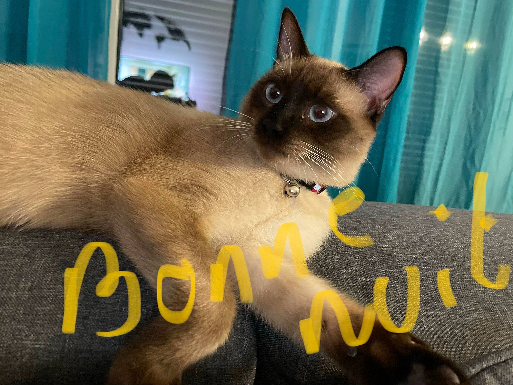 Oby participe au concours pour gagner de l'argent avec cette photo : balinese, carnivore, cat, cat_supply, fawn, felidae, font, fur, iris, paw, pet_supply, photo_caption, siamese, small_to_medium_sized_cats, snout, tail, terrestrial_animal, thai, whiskers, wildlife