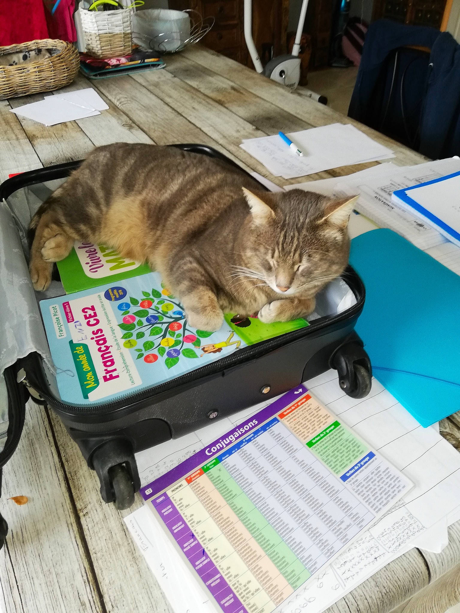 Loustic participe au concours pour gagner de l'argent avec cette photo : box, cardboard, carnivore, cat, chair, comfort, domestic_short_haired_cat, felidae, fur, houseplant, lap, office_equipment, paper, paper_product, plant, publication, room, small_to_medium_sized_cats, tail, whiskers