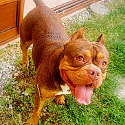 Loohna participe au concours pour gagner de l'argent avec cette photo : dog, brown_dog, panting, grass, garden, outdoor, pet, animal, happy, tongue_out, close_up, canine, playful, vegetable, tomato, greenery, summer, nature, domestic_animal, friendly