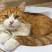 Mario is registered to the contest to win money with this photo: amber_eyes, bathroom_sink, cat, close_up, collar, countertop, domestic_animal, feline, fluffy, fur, ginger_cat, indoor, orange_tabby, paws, pet, portrait, relaxed, sink, whiskers, white_fur