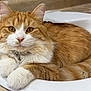 amber_eyes, bathroom_sink, cat, close_up, collar, countertop, domestic_animal, feline, fluffy, fur, ginger_cat, indoor, orange_tabby, paws, pet, portrait, relaxed, sink, whiskers, white_fur