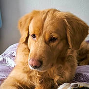 Nox participe au concours pour gagner de l'argent avec cette photo : dog, golden_retriever, pet, animal, fur, bed, blanket, indoors, resting, cute, mammal, canine, portrait, laying_down, fur_texture, domestic_animal, companion, close_up, relaxed, cozy