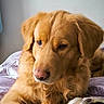 dog, golden_retriever, pet, animal, fur, bed, blanket, indoors, resting, cute, mammal, canine, portrait, laying_down, fur_texture, domestic_animal, companion, close_up, relaxed, cozy