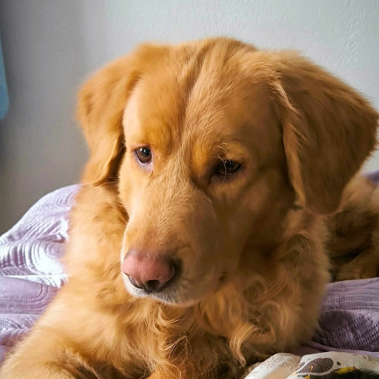 Nox participe au concours pour gagner de l'argent avec cette photo : dog, golden_retriever, pet, animal, fur, bed, blanket, indoors, resting, cute, mammal, canine, portrait, laying_down, fur_texture, domestic_animal, companion, close_up, relaxed, cozy