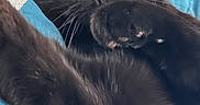 Eloise is registered to the contest to win money with this photo: animal, bed, black_cat, blanket, cat, close_up, cute, feline, fur, indoors, lounging, moody, paw, pet, pointed_ears, portrait, relaxed, turquoise, whiskers, yellow_eyes