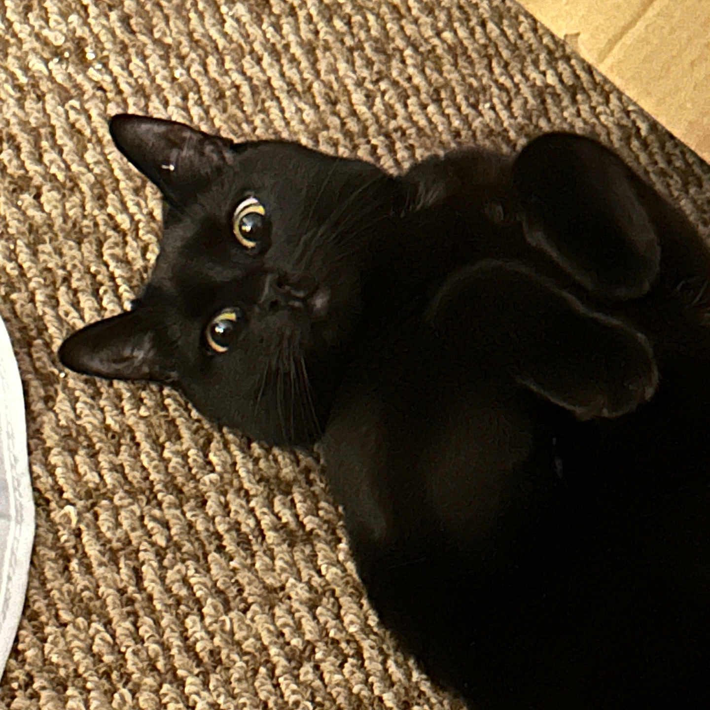 Eloise