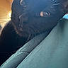 Eloise is registered to the contest to win money with this photo: animal, backlighting, black_cat, blanket, cat, close_up, cozy, cute, dramatic_lighting, ears, eyes, fabric, feline, fur, glossy_fur, indoor, pet, portrait, resting, whiskers