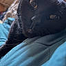 animal, bed, bedding, black_cat, blue_blanket, cat, close_up, cozy, curious, eyes, feline, fur, green_eyes, indoor, lounge, nose, pet, photography, portrait, whiskers