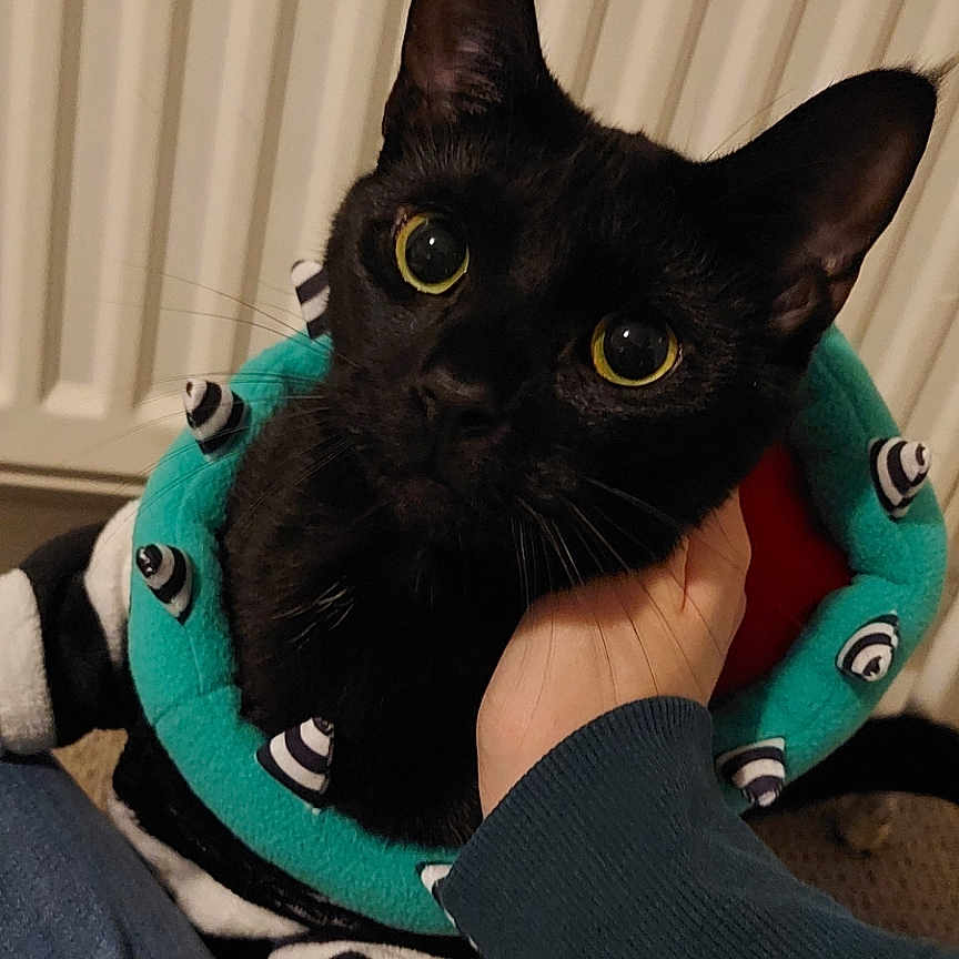 Toby is registered to the contest to win money with this photo: animal_portrait, black_cat, black_fur, carpet, cat, close_up, collar, costume, cozy, curious, cute, domestic_animal, feline, human_interaction, indoor, person_hand, pet, radiator, spikes, wide_eyes