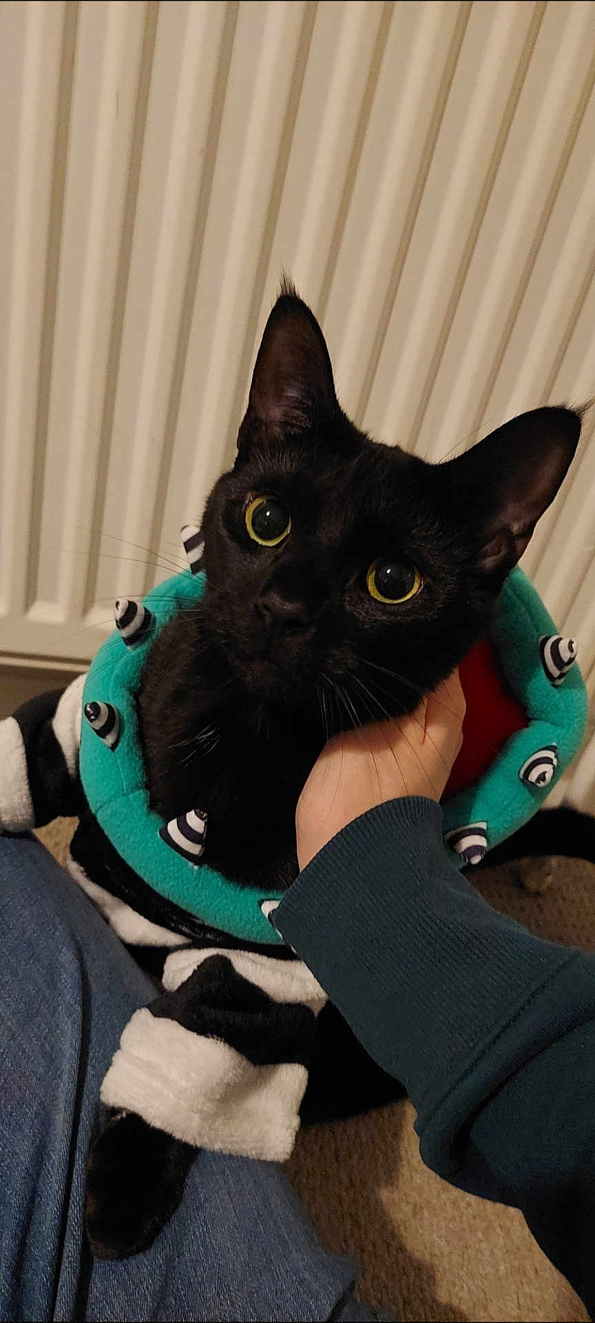 Toby is registered to the contest to win money with this photo: black_cat, cat, pet, indoor, person_hand, feline, wide_eyes, costume, collar, spikes, carpet, radiator, curious, cozy, close_up, domestic_animal, black_fur, animal_portrait, human_interaction, cute