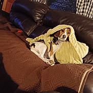 Jenny joined the competition — help win amazing prizes! dog, beagle, blanket, couch, leather, indoor, window, curtains, brown, yellow, quilted, wooden_wall, pet, resting, cozy, fur, domestic, animal, portrait, relaxing
