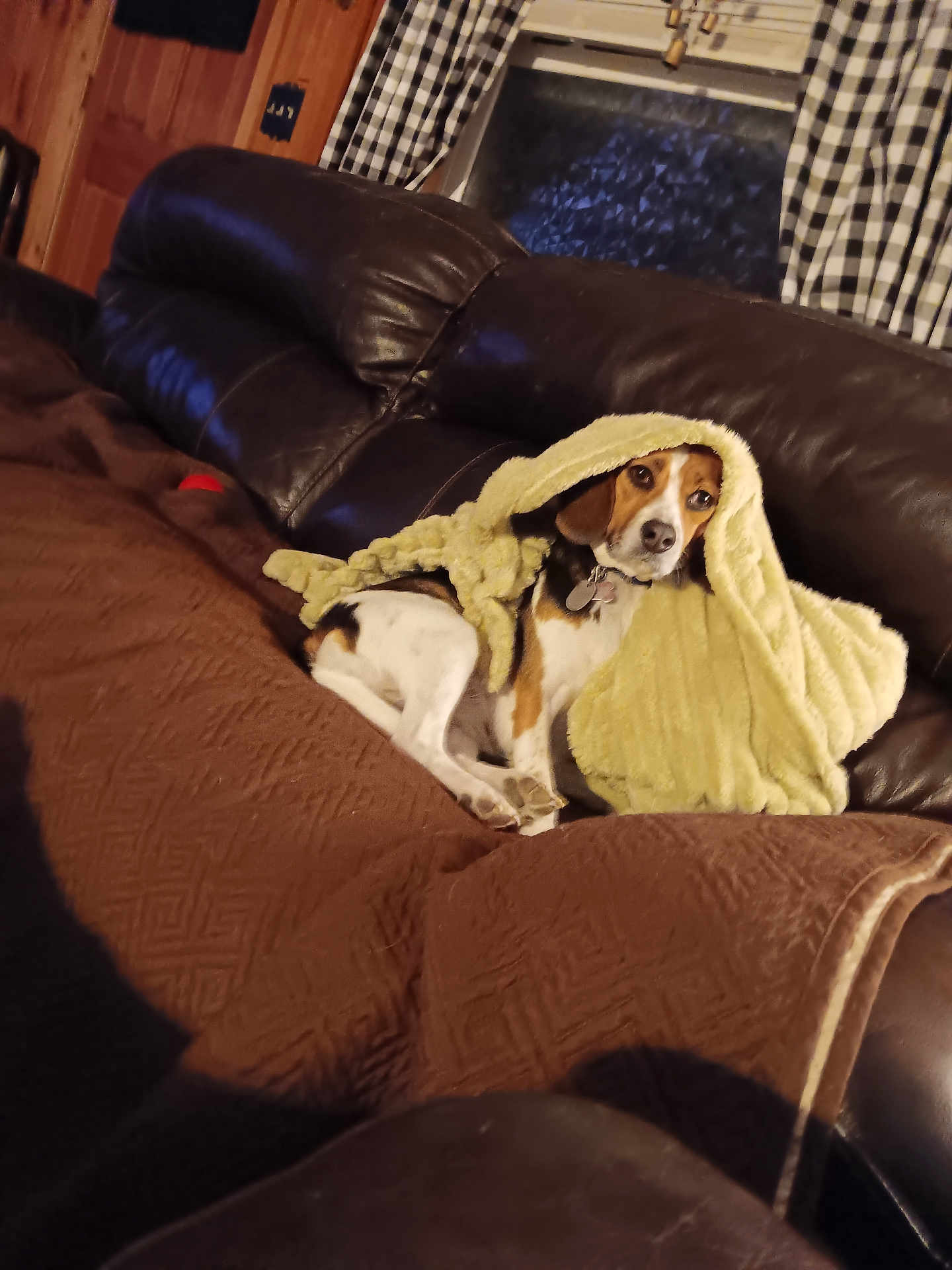 Jenny joined the competition — help win amazing prizes! dog, beagle, blanket, couch, leather, indoor, window, curtains, brown, yellow, quilted, wooden_wall, pet, resting, cozy, fur, domestic, animal, portrait, relaxing