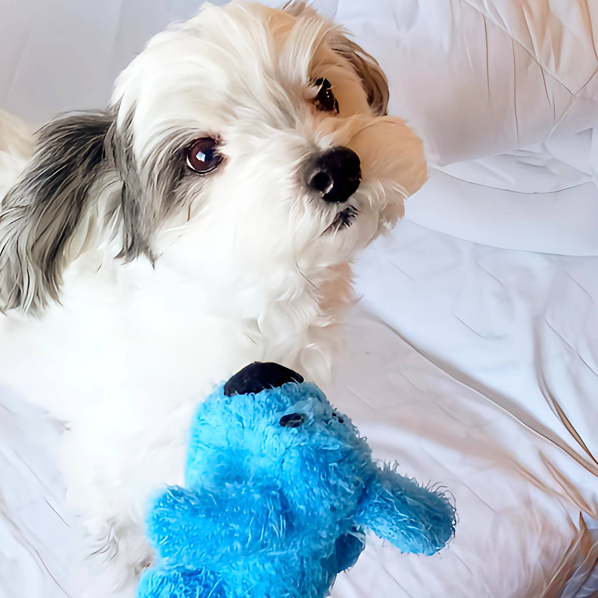 Pistachio joined the competition — help win amazing prizes! biewer_terrier, blue, carnivore, companion_dog, dog, dog_breed, dog_collar, dog_supply, electric_blue, fur, maltepoo, plant, puppy_love, small_terrier, sporting_group, terrier, toy, toy_dog, white, working_animal