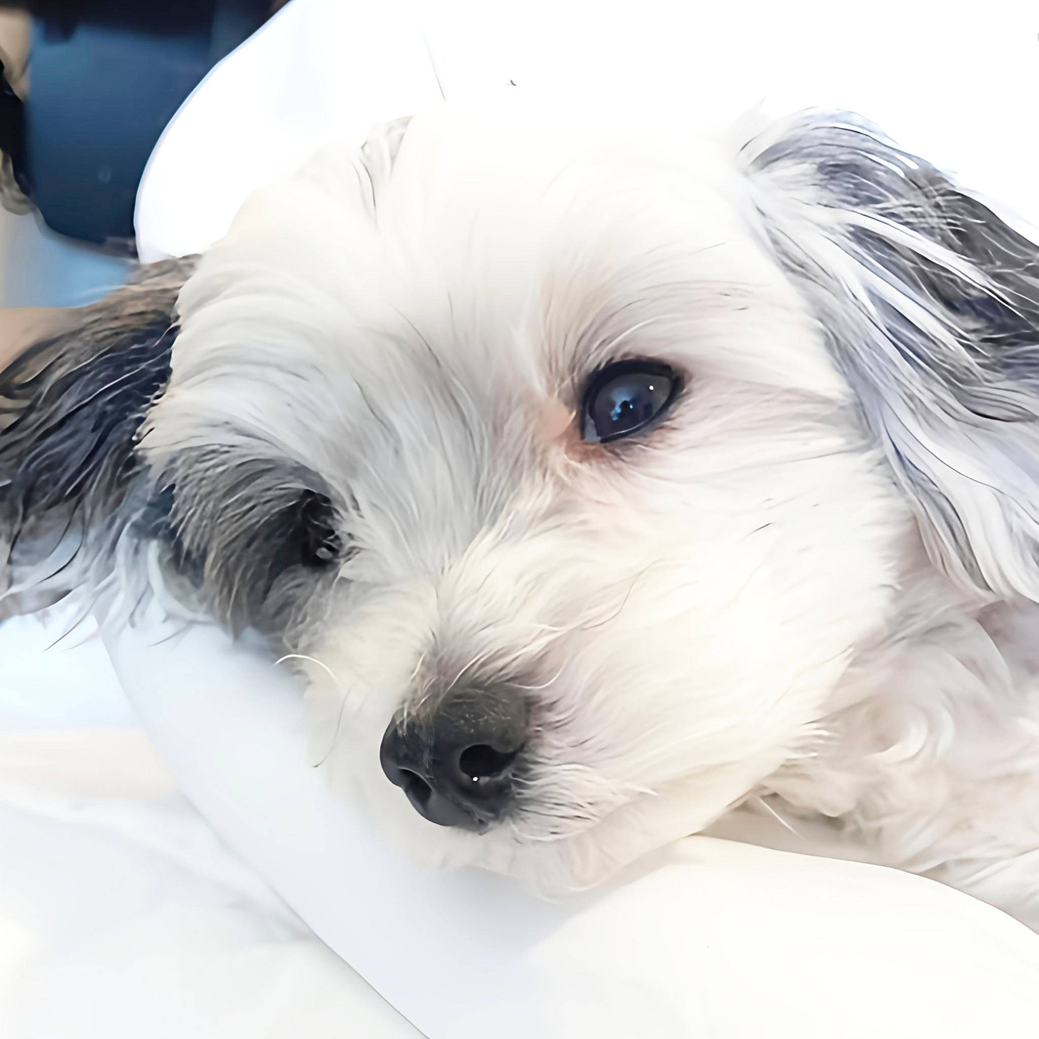 Pistachio joined the competition — help win amazing prizes! canidae, carnivore, close_up, companion_dog, dog, dog_breed, dog_collar, fur, maltepoo, non_sporting_group, puppy, small_terrier, snout, sporting_group, terrestrial_animal, terrier, toy_dog, working_animal