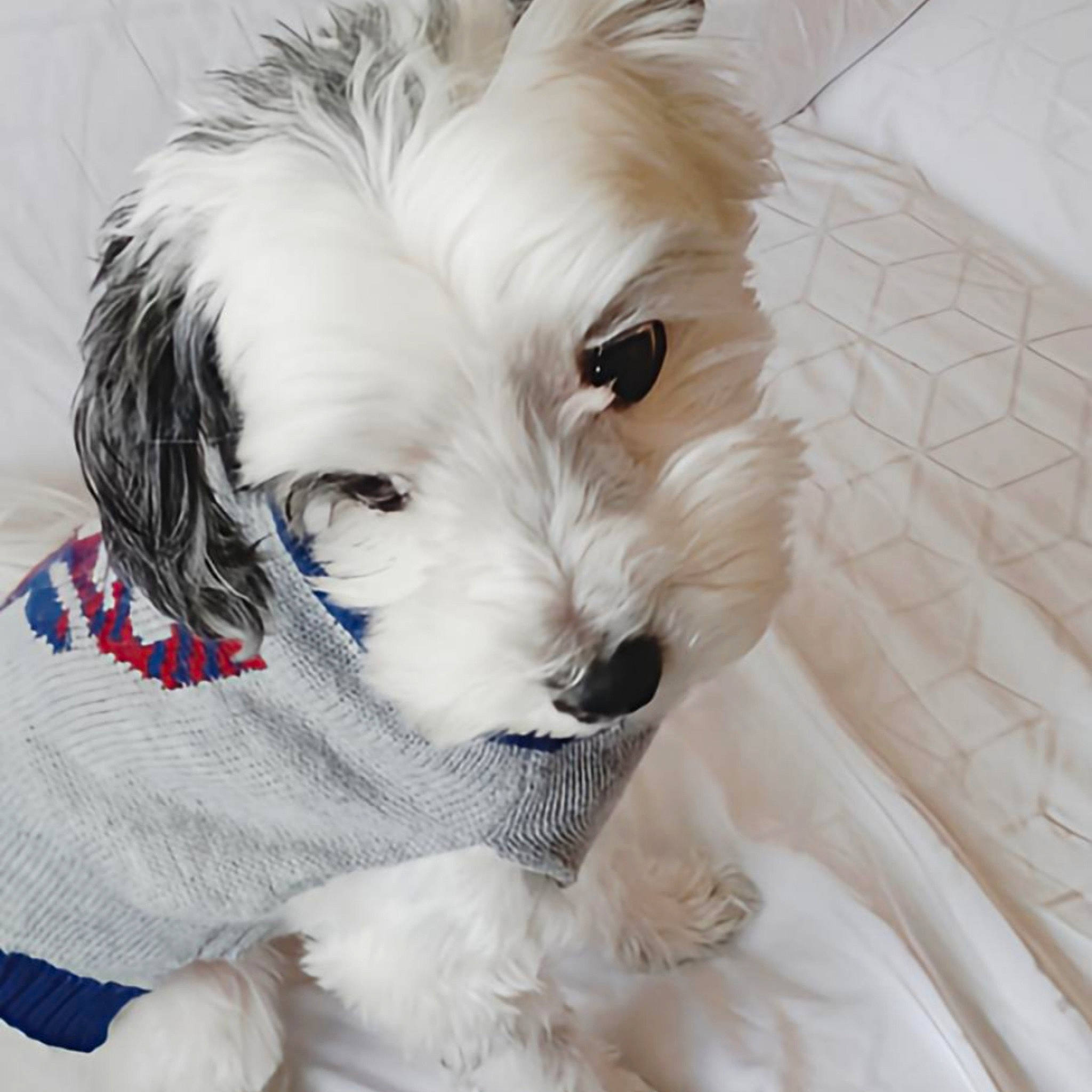 Pistachio is registered to the contest to win money with this photo: canidae, carnivore, comfort, companion_dog, dog, dog_breed, dog_clothes, dog_supply, ear, fur, maltepoo, non_sporting_group, puppy, puppy_love, small_terrier, snout, sporting_group, terrier, toy_dog, working_animal